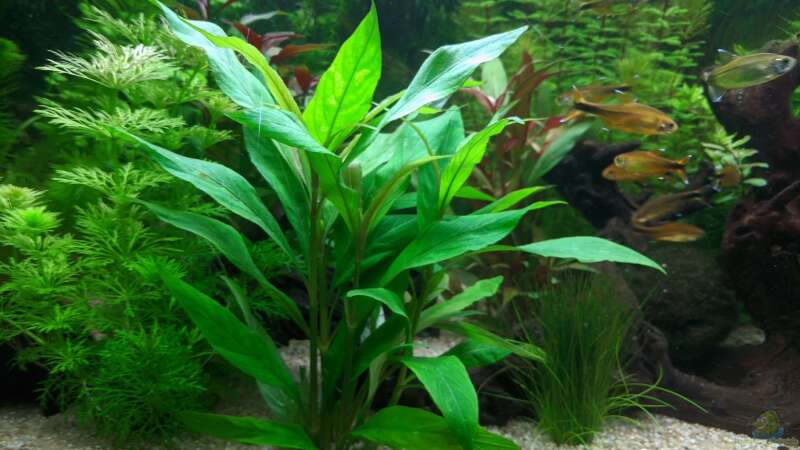 Die größte Pflanze im Aquarium (17.06.2020) von Ameisenalex (17)