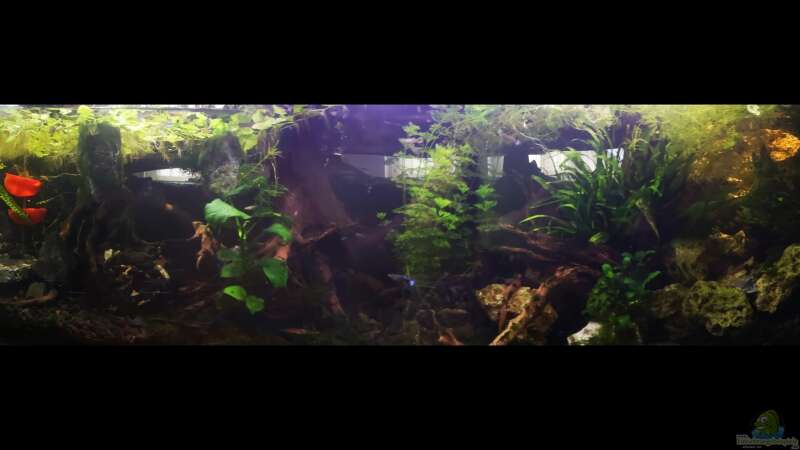 Aquarium Mystische  Waldquelle von Alexander Deepocean (10)