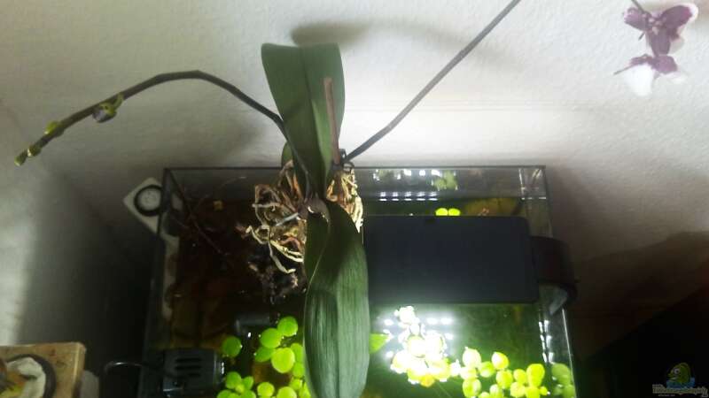 Beckenansicht von oben, mit der Emersen Orchidee auf der Moorwurzel von David Schneider Aquaristik (2)