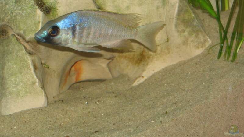 Placidochromis electra black chin von Gringo (11)