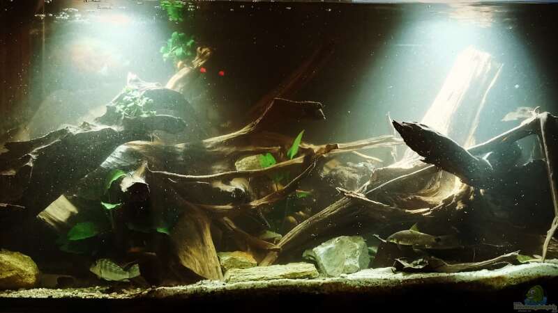Aquarium Hauptansicht von Südamerika Pfütze von Basde (1)