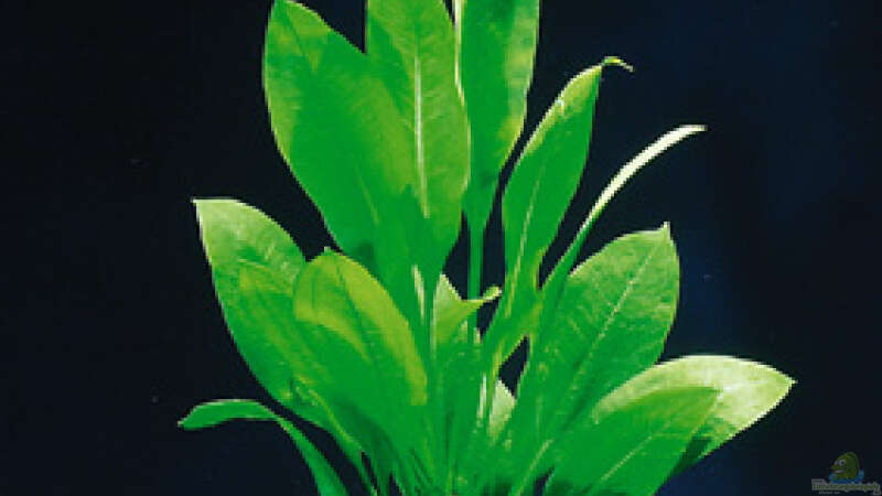 Echinodorus bleheri (Schwertpflanze) von Thomas Greve (8)