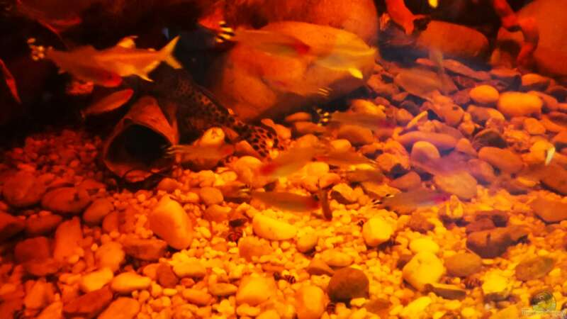 Besatz im Aquarium Golden River von Aquaristik NaturBegabt (30)