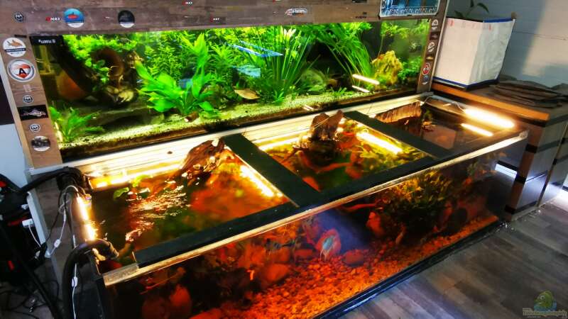 Dekoration im Aquarium Golden River von Aquaristik NaturBegabt (9)