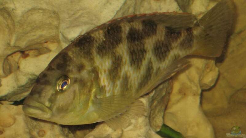 Ein Nimbochromis Weibchen von Christian Eyl (8)
