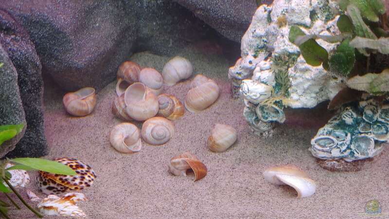 Aquarium Tanganjika-Becken von Shayla (10)