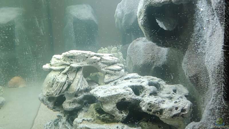Aquarium Tanganjika-Becken von Shayla (3)