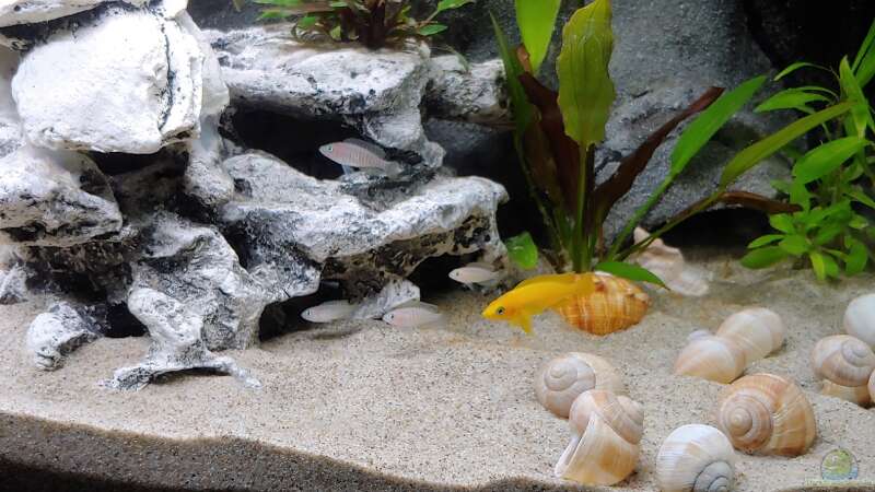 Besatz im Aquarium Tanganjika-Becken von Shayla (34)