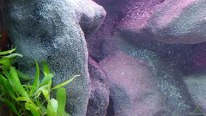 Pflanzen im Aquarium Tanganjika-Becken von Shayla (17)