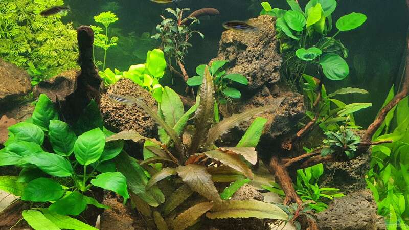Pflanzen im Aquarium Esszimmerbecken von Nietzus (17)