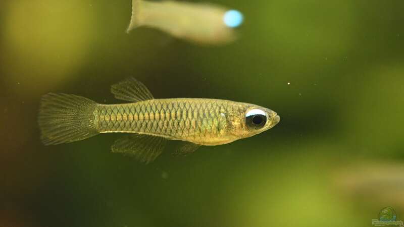 Normans Leuchtaugenfisch von Stephi (25)