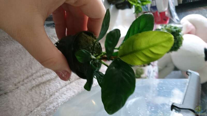 Anubias Coffeifolia von Inuki (4)