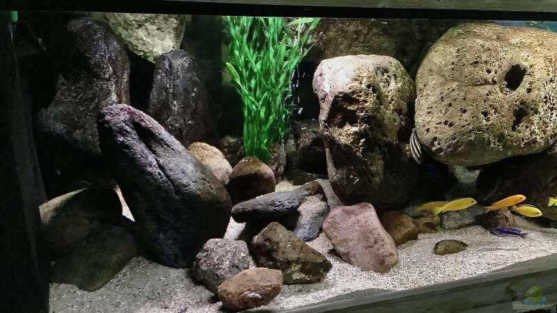 Aquarium Fishbowl von Mundo (2)