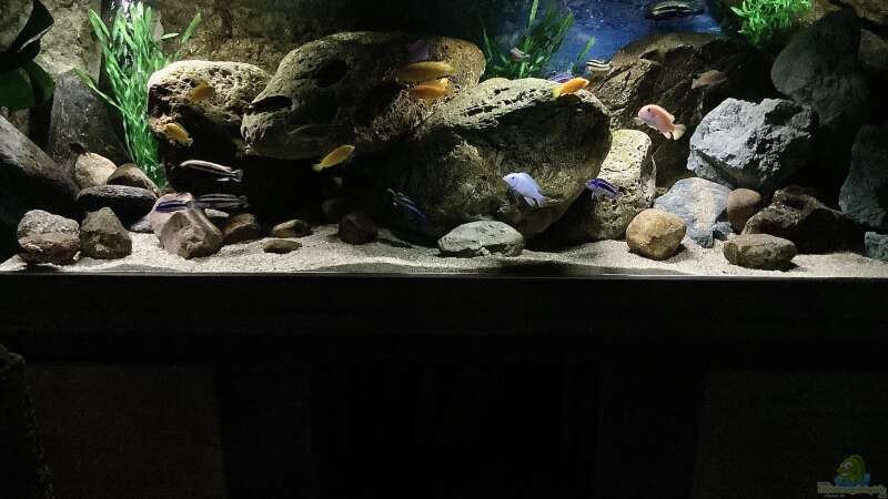 Aquarium Fishbowl von Mundo (5)