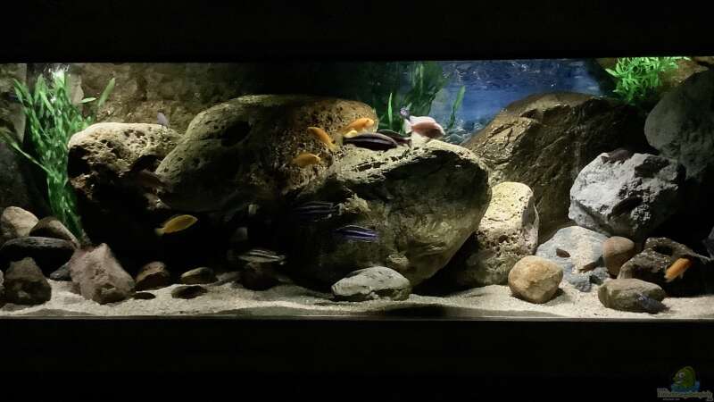 Aquarium Fishbowl von Mundo (6)