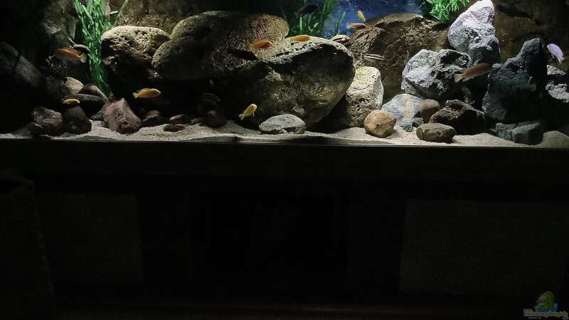 Aquarium Fishbowl von Mundo (7)