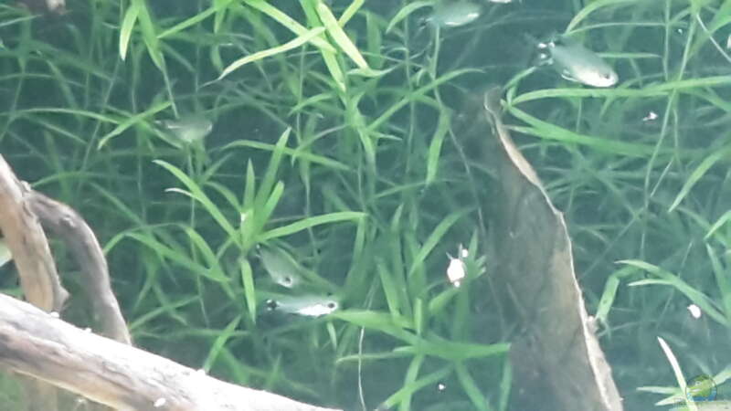 Aquarien für Corydoras hastatus (Sichelfleck-Zwergpanzerwels)  - Corydoras-hastatusaquarium