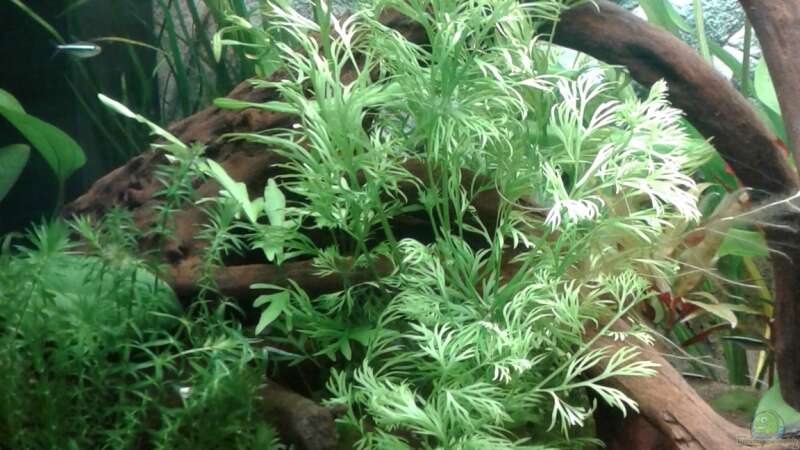 Pflanzen im Aquarium Becken1 von wasserträger (4)