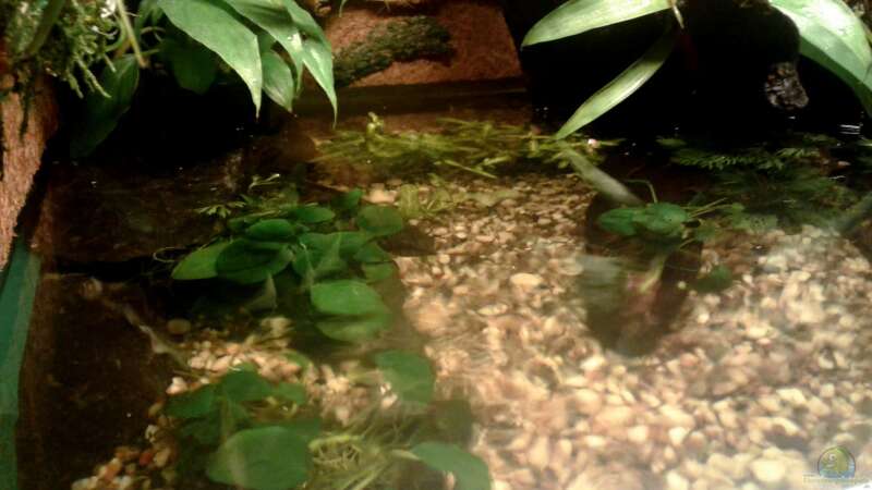 Pflanzen im Aquarium Becken2 von wasserträger (5)