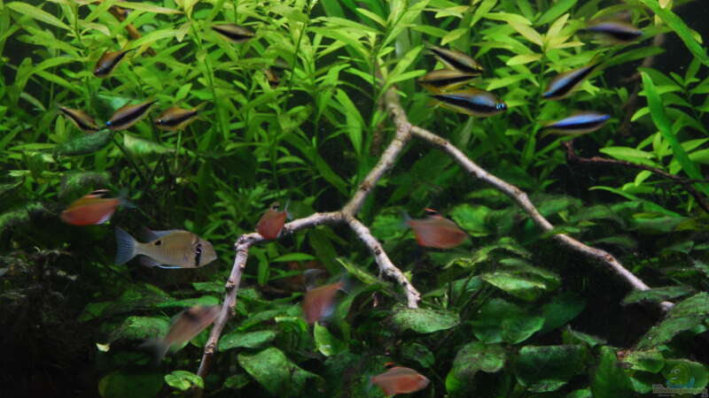 Besatz im Aquarium Amazonas 390 von schmitzkatze (6)