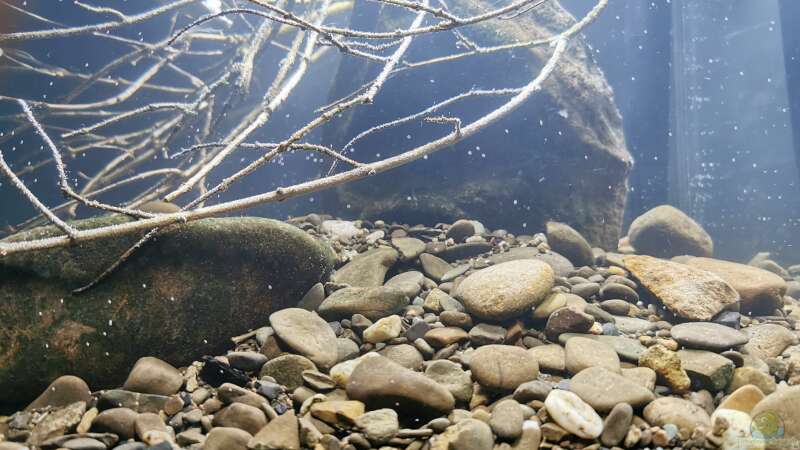 Detailansicht ddes Flusskiesels mit höhenunterschied zu dem Main Stone von David Schneider Aquaristik (5)