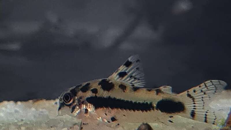 Detailbild Corydoras habrosus von David Schneider Aquaristik (26)