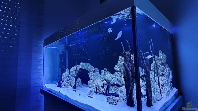 Aquarium Kugelfisch Brackwasser von Benkolo (3)