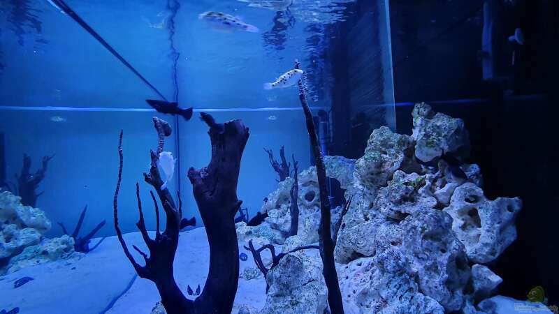 Aquarium Kugelfisch Brackwasser von Benkolo (4)