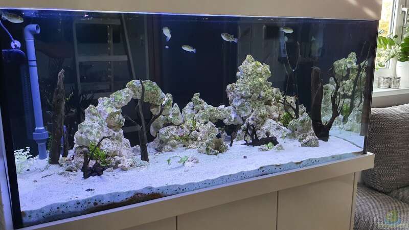 Aquarium Kugelfisch Brackwasser von Benkolo (7)