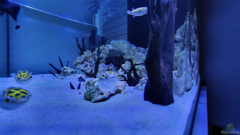 Aquarium Kugelfisch Brackwasser von Benkolo (8)