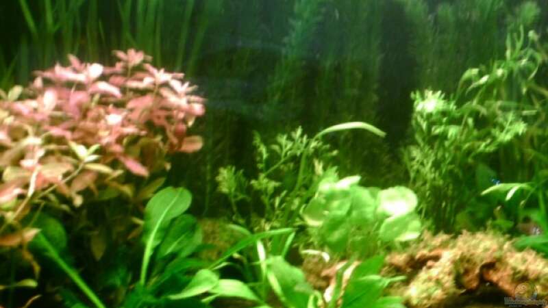 Pflanzen im Aquarium Becken 4326 von Nicole Helal (10)