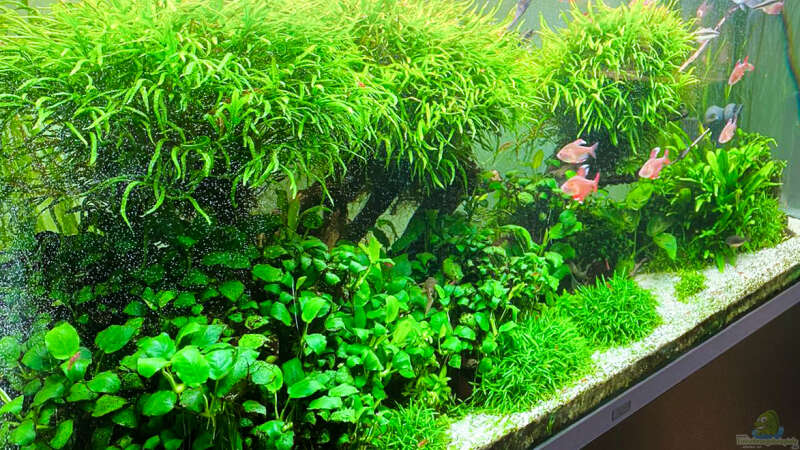Pflanzen im Aquarium Fluval Profile 1500 Kundenaquarium von Fredo Fuss (4)