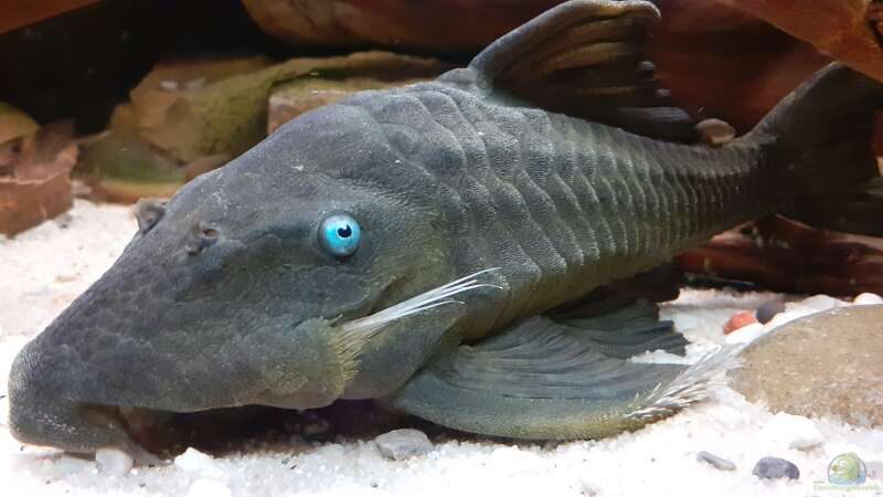 Panaque cochliodon im Aquarium halten (Einrichtungsbeispiele für Blauaugen-Harnischwels)