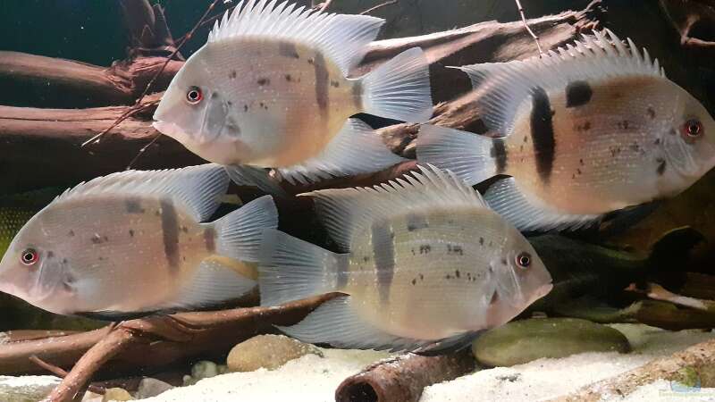 Uaru fernandezyepezi im Aquarium halten (Einrichtungsbeispiele für Orinoco-Keilfleckbuntbarsche)