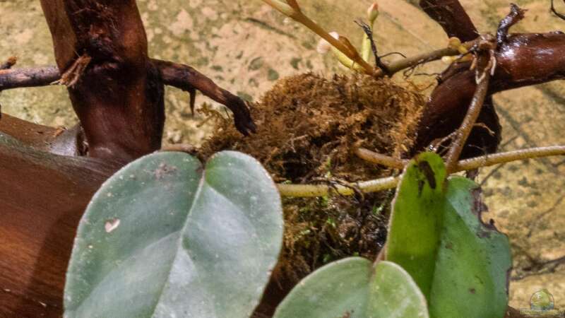 Begonia schulzei - erste Blüte von Schlangenschulz (11)