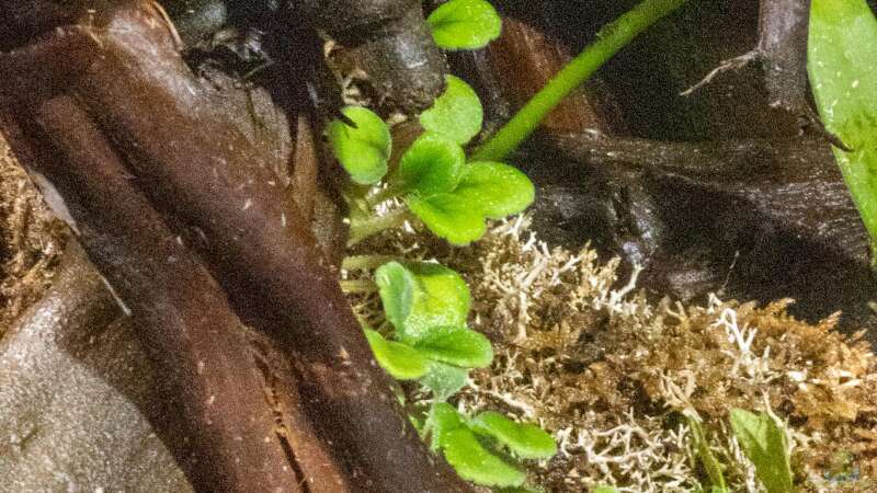 Pflanzenwachstum von Schlangenschulz (12)