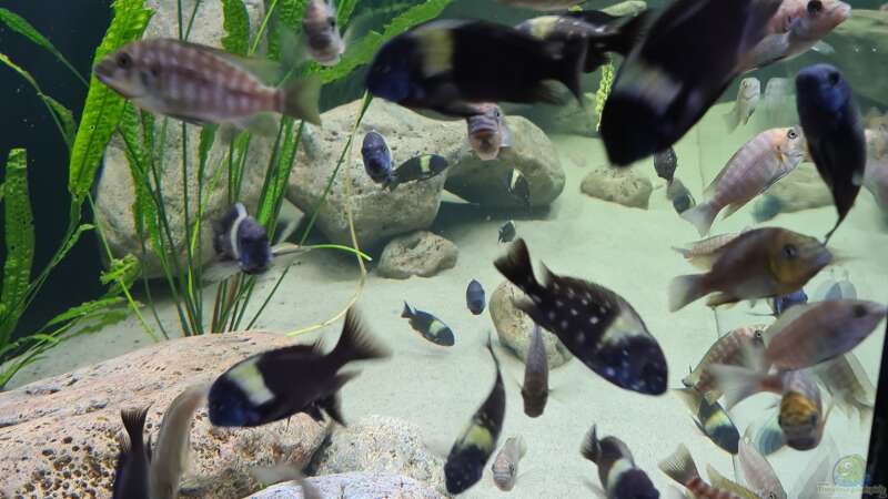 Besatz im Aquarium Underwaterworld von Daim75 (8)