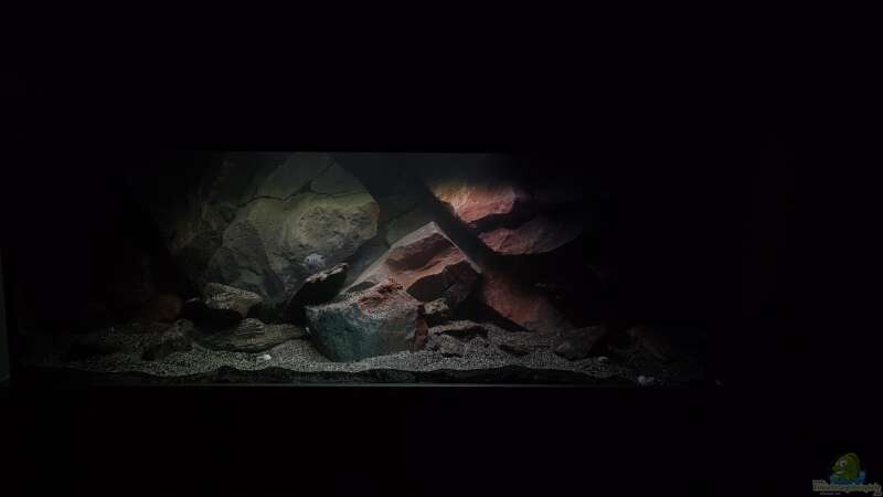 Aquarium Mbuna Becken (Einlaufphase) von Jan83 (2)