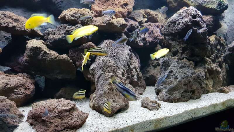 Aquarium mein kleiner Malawisee von BLN12623 (2)