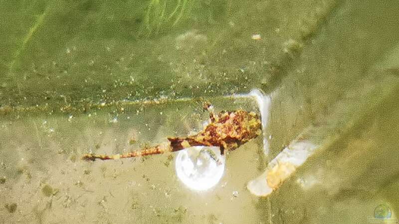??berraschender Fund beim Wasserwechsel: Hexenwels-Junge (ca. 8 mm)  von Odonata (28)