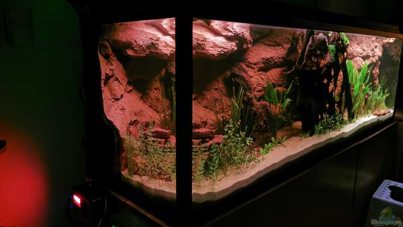 Sunset im Aquarium - die ??nderung in Farbe und Lichtintensität ist der größte von Odonata (5)