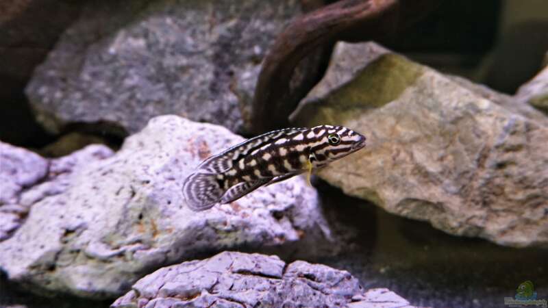 Julidochromis marleri von Hero67 (9)