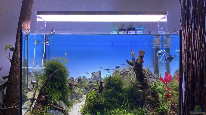 Aquarium Branch von chu2k8 (16)