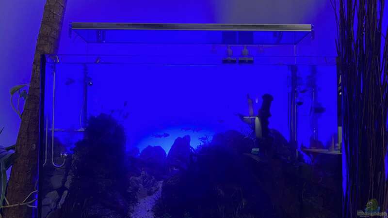 Aquarium Branch von chu2k8 (18)