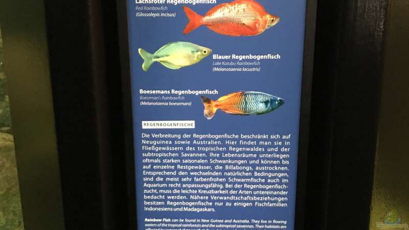 18.04.2023 Besatz Regenbogenfische Aquarium Berlin von herkla (63)