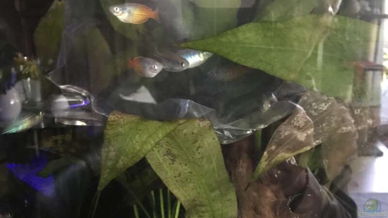 Aquarien mit Boeseman´s Regenbogenfisch (Melanotaenia boesemani)