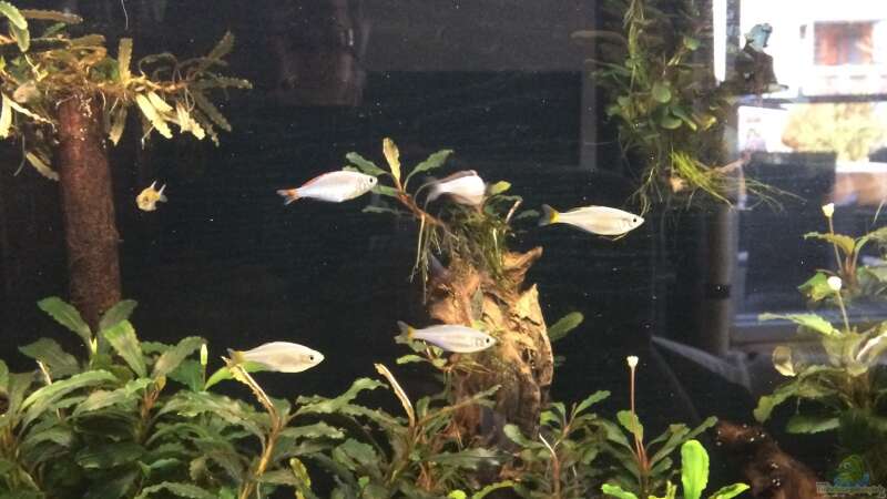 Einrichtungsbeispiele mit Zwerg-Neon-Regenbogenfischen (Melanotaenia praecox)  - Melanotaenia-praecoxaquarium