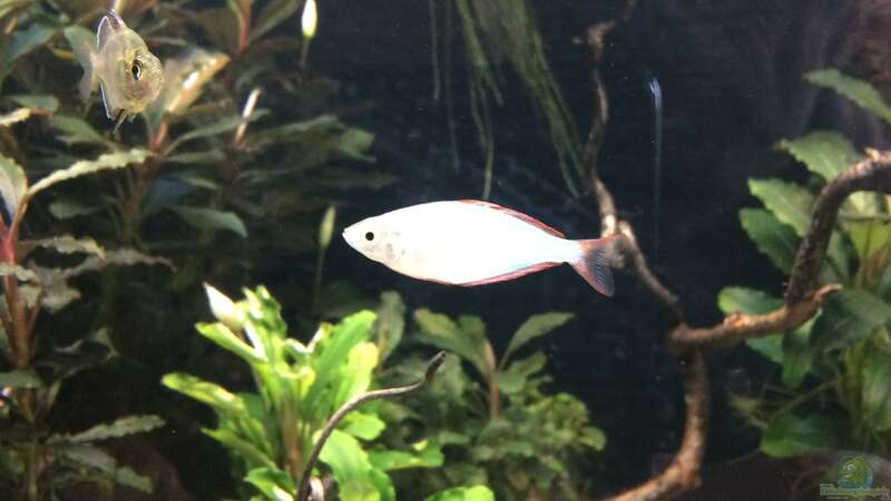 Einrichtungsbeispiele mit Zwerg-Neon-Regenbogenfischen (Melanotaenia praecox)  - Melanotaenia-praecoxaquarium