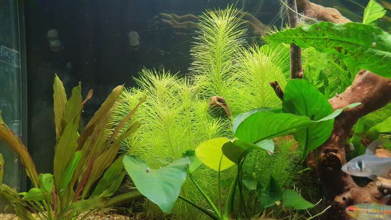 Pflanzen im Aquarium Südamerika 125 Liter von Fischsuppe (9)
