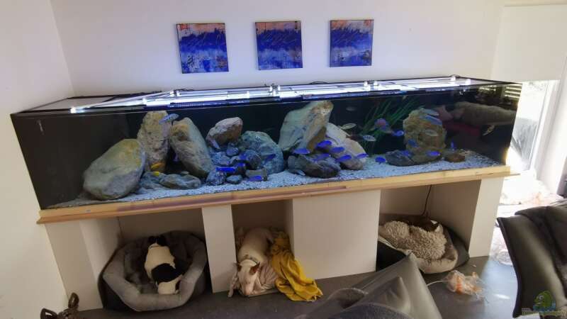Aquarium Mein Räubertraum von RalfB (24)